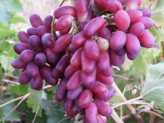 Grapes Zest