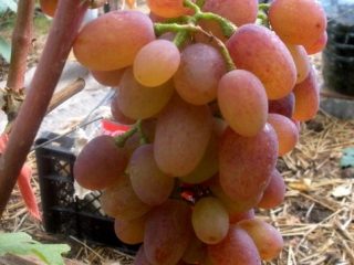 Ruta grape variety: photo and description