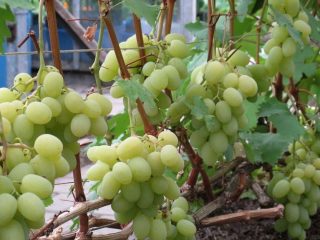 Vinograd Bogatyanovskij