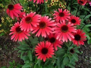 Cuando sembrar rudbeckia, foto de flores.