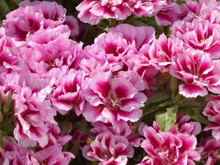 Godetia grandiflora: صور + مراجعة للأصناف