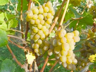 Cristal de uvas