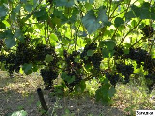 El misterio de las uvas de Sharov
