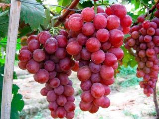 Grapes Variegated