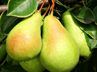 Pear Santa Maria