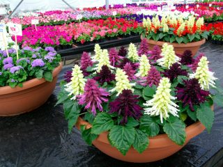 Salvia shinyis: descripción, foto de flores, siembra, cuidado.