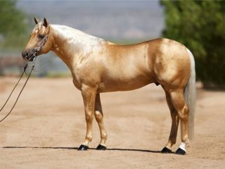 Baka kuda dengan foto dan nama