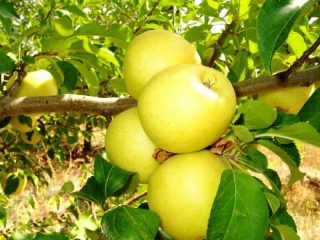 Pelbagai pokok epal Golden Delicious: foto, pendebunga
