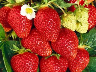 Strawberry Lambada