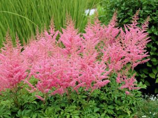 Astilbe: photo of flowers, when to plant seedlings