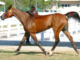 Raza de caballo árabe