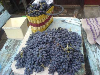 Uvas en memoria de Negrul