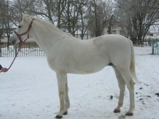 caballo terek
