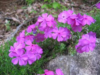 Phlox perenne en forma de punzón: plantación y cuidado + foto.