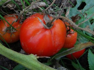 Tomato Canopus: penerangan, foto, ulasan