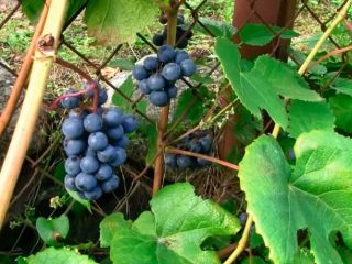 Zilga grapes
