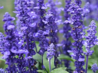 Salvia perennial: description, photo of flowers, sowing, care