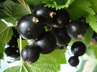 Blackcurrant Bagheera