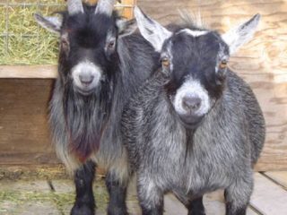Kambing Cameroon