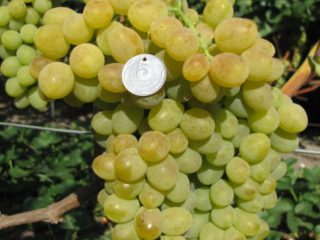Grapes Elegant extra early