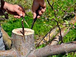 Cómo injertar árboles frutales