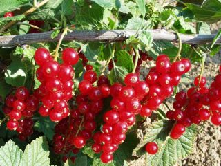 Red currant Marmalade