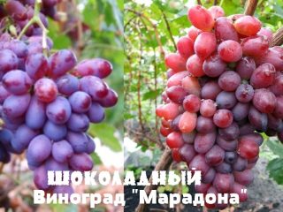 Chocolate Maradona grapes