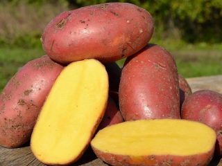 Potato Asterix