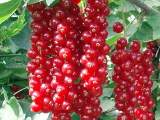 Redcurrant Jonker Van Tets