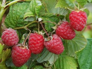 Raspberry Shy