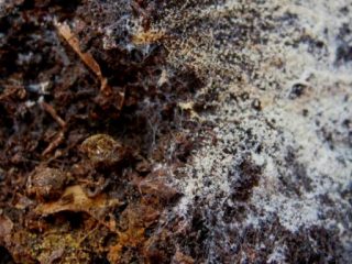 Why does the soil in seedlings become moldy?