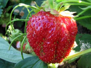 Strawberry Ruby Pendant