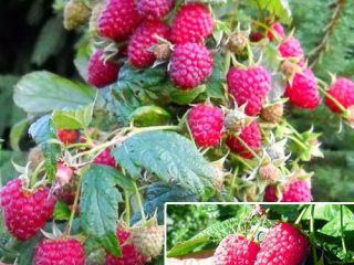 Raspberry Krepysh