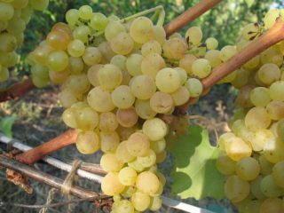 Grapes Friendship