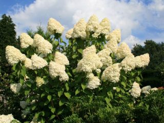 Hydrangea paniculata Grandiflora: en diseño, plantación y cuidado del paisaje.