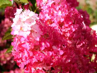 Hydrangea paniculata Fraise Melba: planting and care