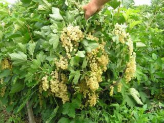 Grosella blanca Versalles
