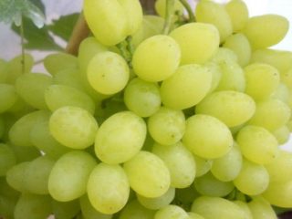 Improved Rusbol grapes: variety description, photos, reviews