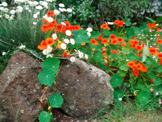 Výsadba semien nasturtium do zeme