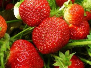 Strawberry Sudarushka
