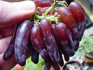 Uvas de dedos de bruja
