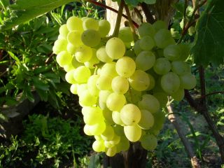 Uvas Tukay