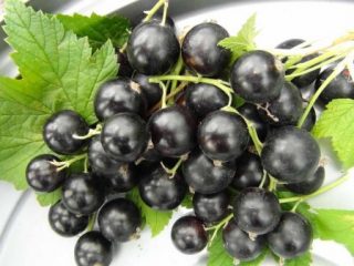 Doce bielorrusso de groselha preta