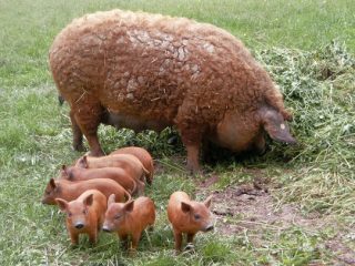 Mangalitsa berbulu halus Hungary: ulasan + foto