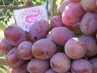 Uvas Ataman Pavlyuk: descripción de la variedad, fotos, críticas.