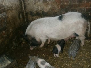 Babi Karmaly: penjagaan dan pemakanan