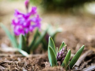 When to plant hyacinths in open ground