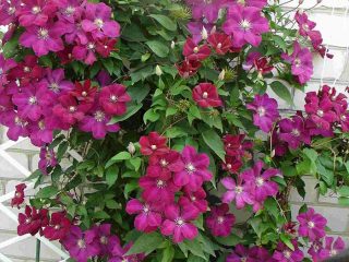 Clematis Rouge Cardinal: مجموعة التقليم والغرس والرعاية