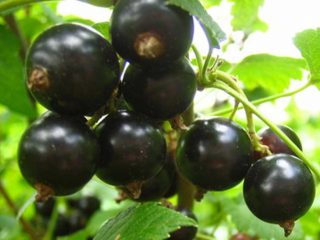 Blackcurrant Exotic
