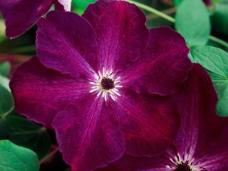 مجموعات تشذيب Clematis 3: أصناف لجبال الأورال وسيبيريا